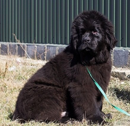 Фото: ньюфаундленд Анджело Орсо Альфа Ромео Фор Кара Дениз (Angelo Orso Alfa Romeo For Kara Deniz)