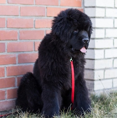 Фото: ньюфаундленд Анджело Орсо Астро Идалио Ин Кара Дениз (Angelo Orso Astro Idalio In Kara Deniz)