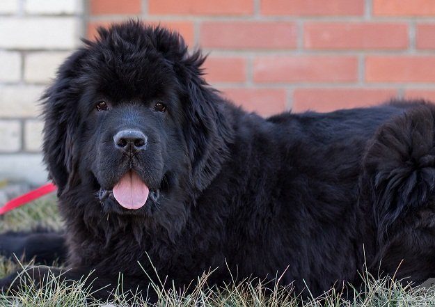 Фото: ньюфаундленд Анджело Орсо Астро Идалио Ин Кара Дениз (Angelo Orso Astro Idalio In Kara Deniz)