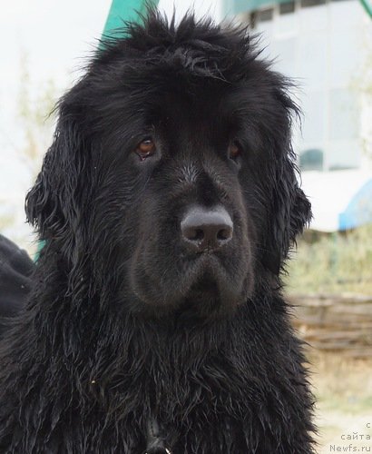 Фото: ньюфаундленд Фанньюф Улетная Девчонка (Funnewf Uletnaya Devchenka)