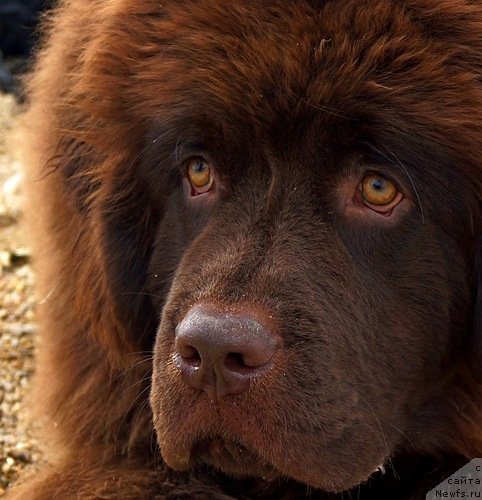 Фото: ньюфаундленд Фанньюф Же Тем Мон Ами Фиона