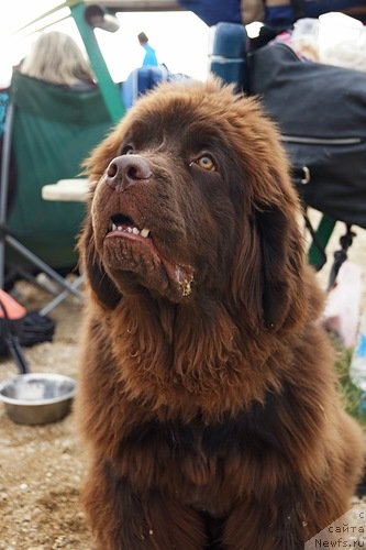 Фото: ньюфаундленд Фанньюф Же Тем Мон Ами Фиона