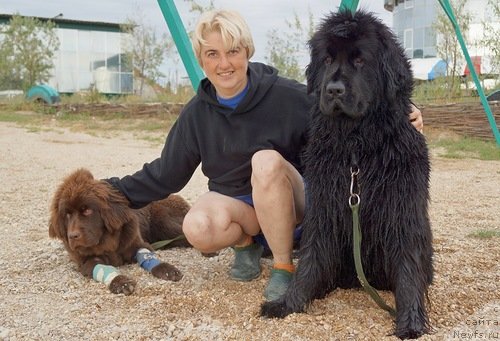 Фото: ньюфаундленд Фанньюф Желанная Мадмуазель Шанте Блюз, Ольга Браславская, ньюфаундленд Фанньюф Улетная Девчонка (Funnewf Uletnaya Devchenka)