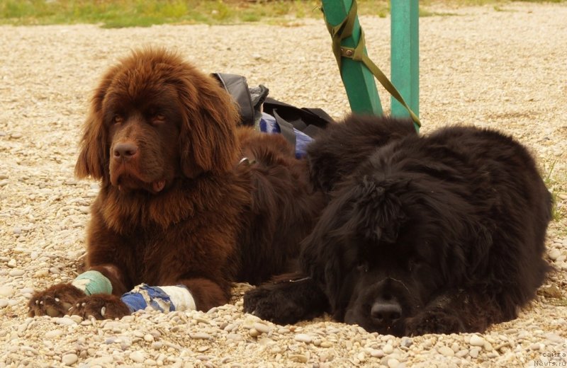 Фото: ньюфаундленд Фанньюф Желанная Мадмуазель Шанте Блюз, ньюфаундленд Фанньюф Улетная Девчонка (Funnewf Uletnaya Devchenka)