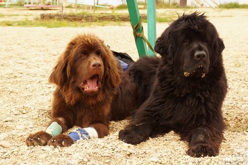 Фото: ньюфаундленд Фанньюф Улетная Девчонка (Funnewf Uletnaya Devchenka), ньюфаундленд Фанньюф Желанная Мадмуазель Шанте Блюз