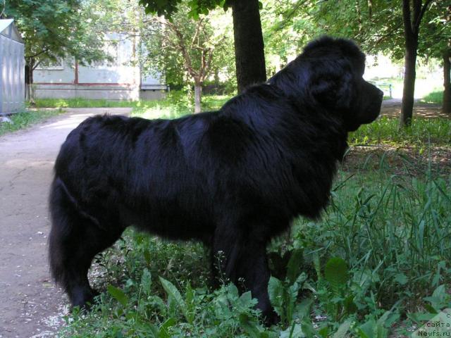 Фото: ньюфаундленд Молодец-Удалец от Сибирского Медведя (Molodets-Udalets ot Sibirskogo Medvedja)