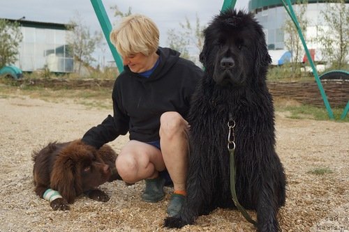 Фото: ньюфаундленд Фанньюф Желанная Мадмуазель Шанте Блюз, Ольга Браславская, ньюфаундленд Фанньюф Улетная Девчонка (Funnewf Uletnaya Devchenka)