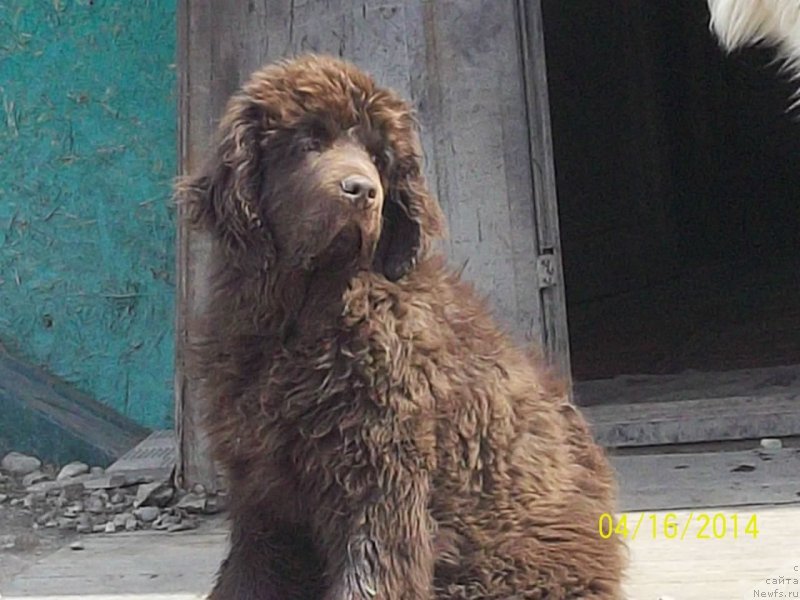 Фото: ньюфаундленд Ньюфорт Ю'Северино