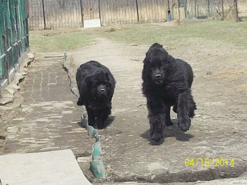 Фото: ньюфаундленд Супер Премиум Нао Дел Трато, ньюфаундленд Супер Премиум Немессис