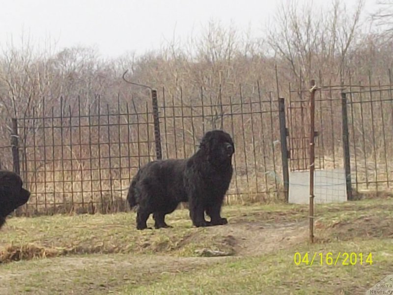 Фото: ньюфаундленд Вито Качо Ферл (Vito Kacho Ferl)