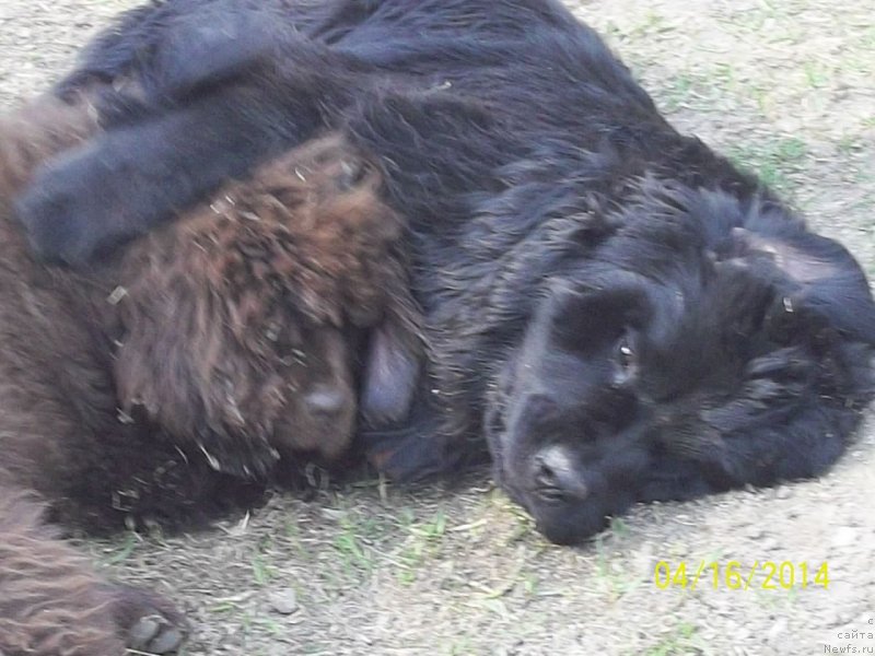 Фото: ньюфаундленд Супер Премиум Немессис, ньюфаундленд Ньюфорт Ю'Северино