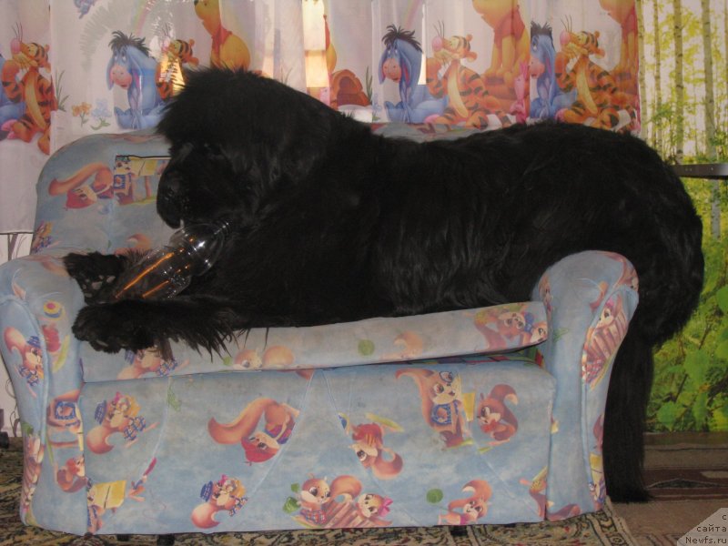 Фото: ньюфаундленд Bears Cove Lucky Break