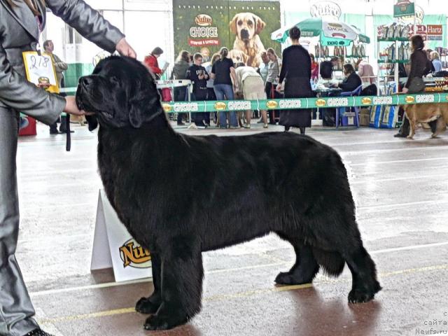 Фото: ньюфаундленд Акватория Келвин Голден Спирит (Aquatoriya Kelvin Golden Spirit)