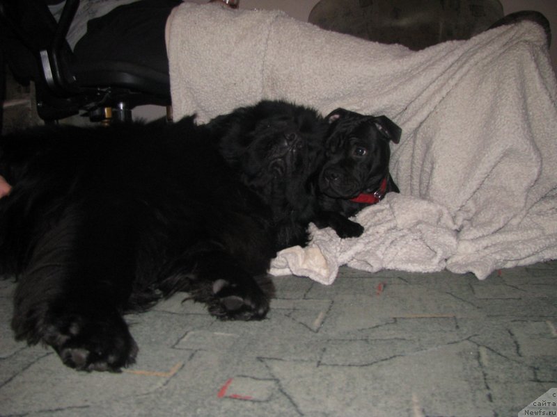 Фото: ньюфаундленд Bears Cove Lucky Break