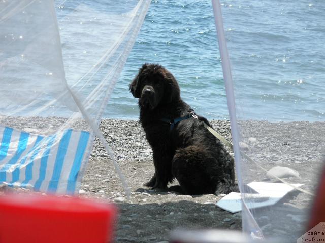 Фото: ньюфаундленд Молодец-Удалец от Сибирского Медведя (Molodets-Udalets ot Sibirskogo Medvedja)