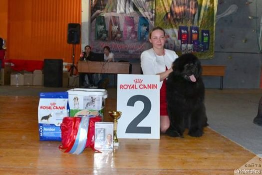 Фото: ньюфаундленд Виола Коста Лампони, Элина Юнусова