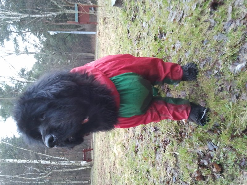 Фото: ньюфаундленд Бегущая по Волнам Византия де Люкс