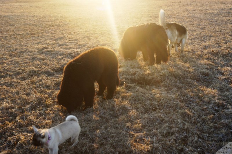 Фото: ньюфаундленд Эльбрус из Антаграда, ньюфаундленд Русалочка из Племени Кедра (Rusalochka iz Plemeni Kedra), и компания.