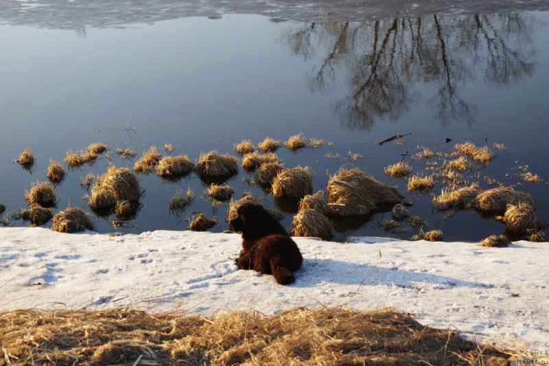 Фото: ньюфаундленд Эльбрус из Антаграда
