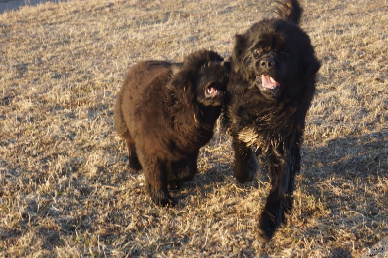 Фото: ньюфаундленд Эльбрус из Антаграда, ньюфаундленд Русалочка из Племени Кедра (Rusalochka iz Plemeni Kedra)