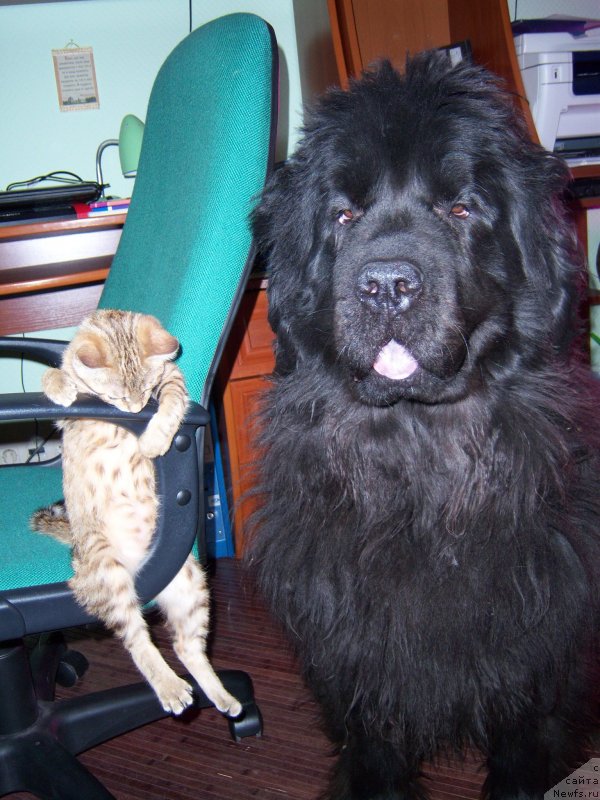 Фото: ньюфаундленд Сент Джонс Хэппи Гоу Лакки