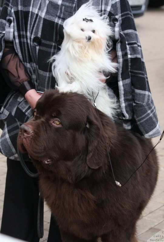 Фото: ньюфаундленд Чарли Де Бест Хелфи Пэл (Charli The Best Helfi Pel)