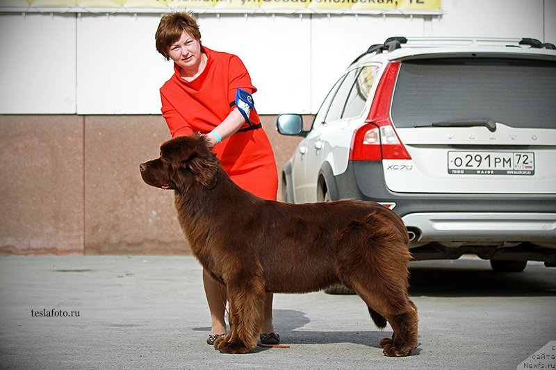 Фото: ньюфаундленд Акватория Келвин Хармони Ред Лэйбл (Aquatoriya Kelvin Harmony Red Lable)