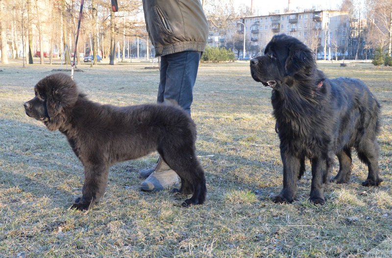 Фото: ньюфаундленд Смигар Урсбургская Красавица, ньюфаундленд Акватория Келвин Кадриль (Aquatoriya Kelvin Kadril)