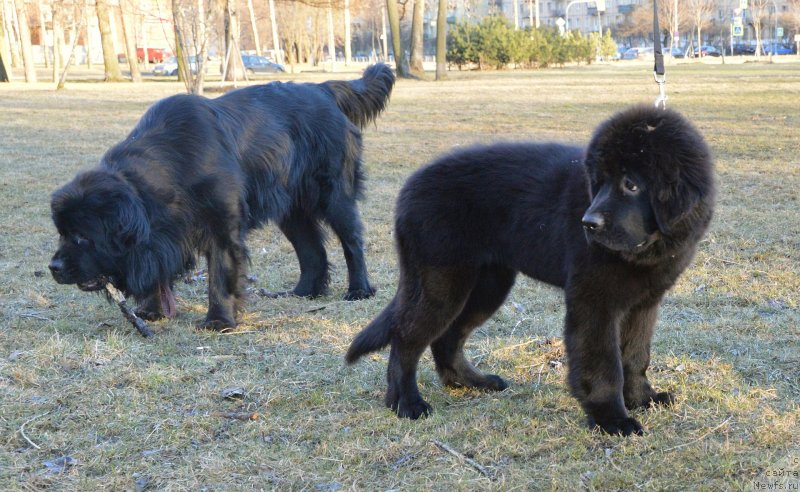 Фото: ньюфаундленд Смигар Урсбургская Красавица, ньюфаундленд Акватория Келвин Кадриль (Aquatoriya Kelvin Kadril)