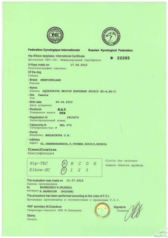 Фото: ньюфаундленд Акватория Келвин Нозерн Спирит (Aquatoriya Kelvin Northern Spirit)