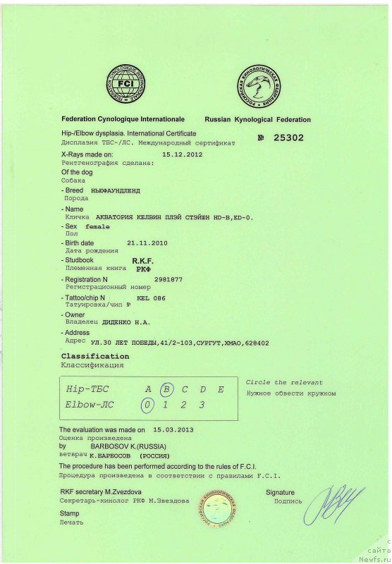 Фото: ньюфаундленд Акватория Келвин Плэй Стэйшн