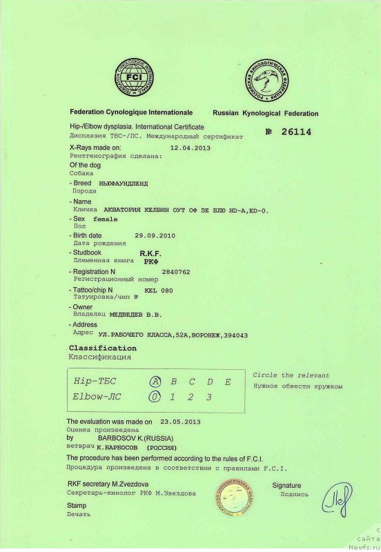 Фото: ньюфаундленд Акватория Келвин Оут оф зе Блю (Aquatoriya Kelvin Out of The Blue)