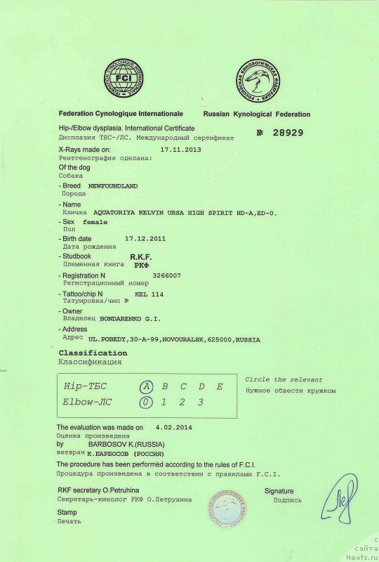 Фото: ньюфаундленд Акватория Келвин Урса Хай Спирит (Aquatoria Kelvin Ursa High Spirit)