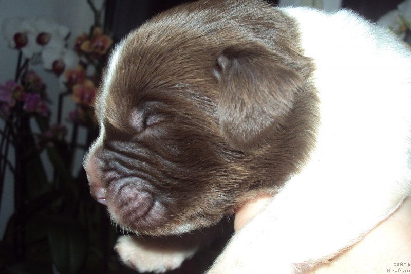 Фотография № 151257