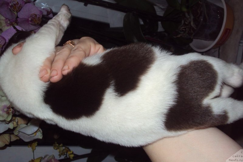 Фотография № 151259