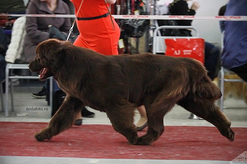 Фото: ньюфаундленд Акватория Келвин Хармони Ред Лэйбл (Aquatoriya Kelvin Harmony Red Lable)