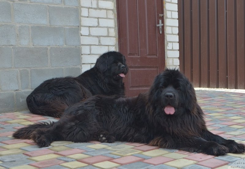Фото: ньюфаундленд Самая Привлекательная Кара Дениз (Samaya Privlekatel'naya Kara Deniz), ньюфаундленд Чарли Большой Малыш (Charly Bolshoj Malysh)