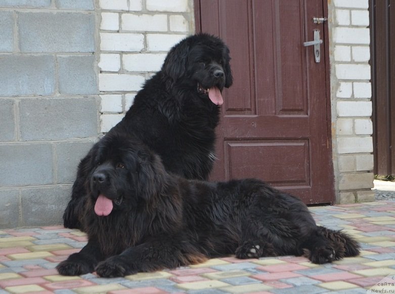 Фото: ньюфаундленд Самая Привлекательная Кара Дениз (Samaya Privlekatel'naya Kara Deniz), ньюфаундленд Чарли Большой Малыш (Charly Bolshoj Malysh)