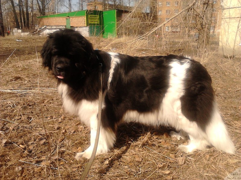 Фото: ньюфаундленд Фиаметтахауз Претти Дрим