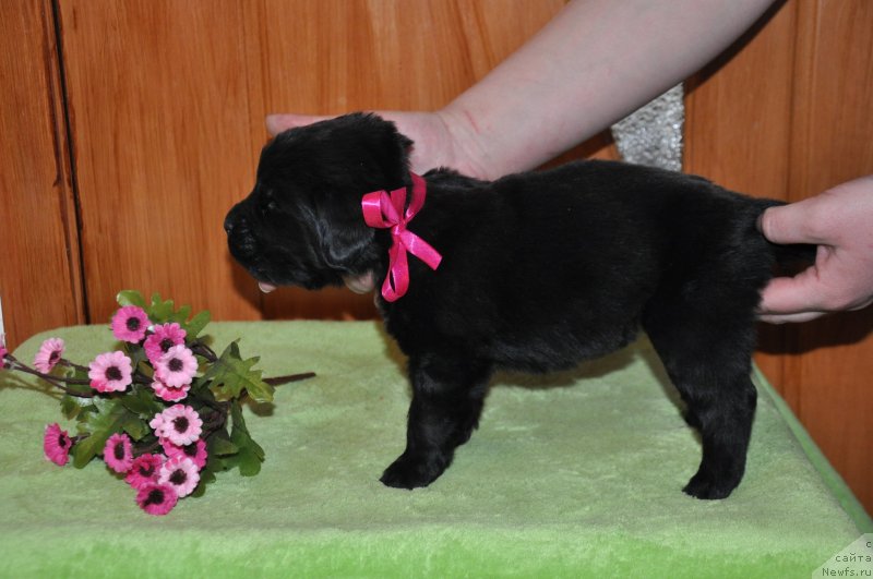 Фото: ньюфаундленд Кара Аюлар Алмазная Принцесса