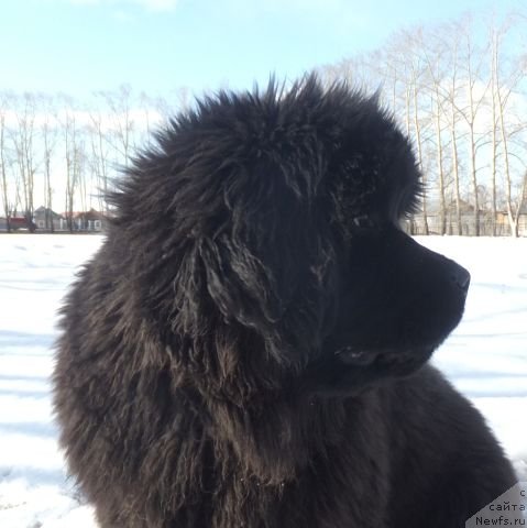 Фотография № 151298