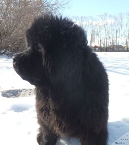 Фотография № 151299