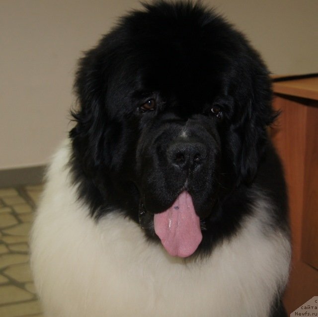 Фотография № 151301