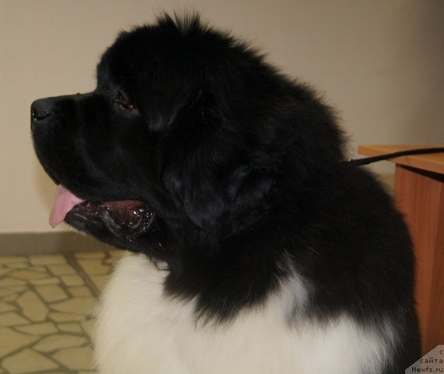 Фотография № 151302