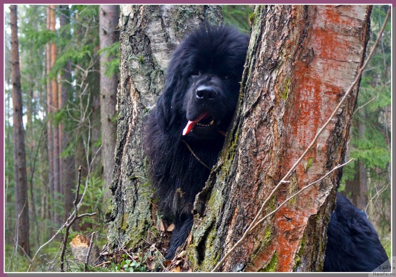 Фото: ньюфаундленд Питерньюф Чабот Армагнак