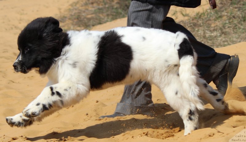 Фото: ньюфаундленд Сент Джонс Исида, ньюфаундленд Сент Джонс Исида