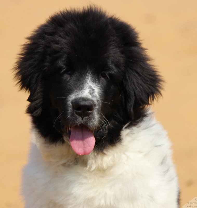 Фото: ньюфаундленд Сент Джонс Исида