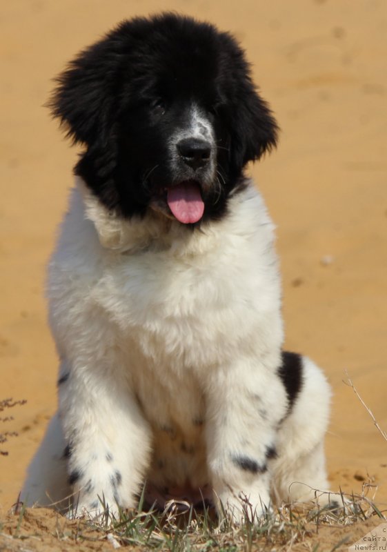 Фото: ньюфаундленд Сент Джонс Исида