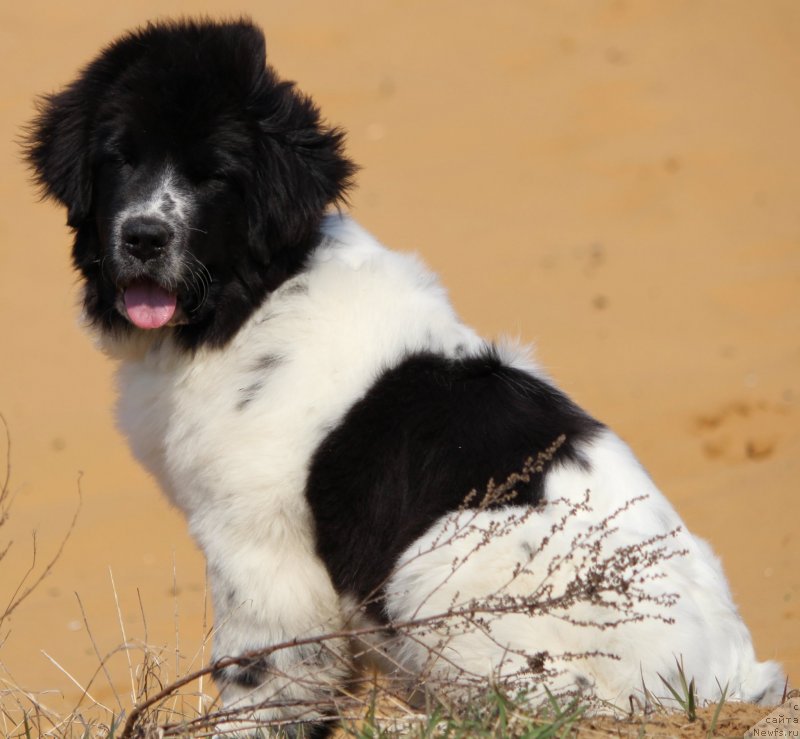 Фото: ньюфаундленд Сент Джонс Исида