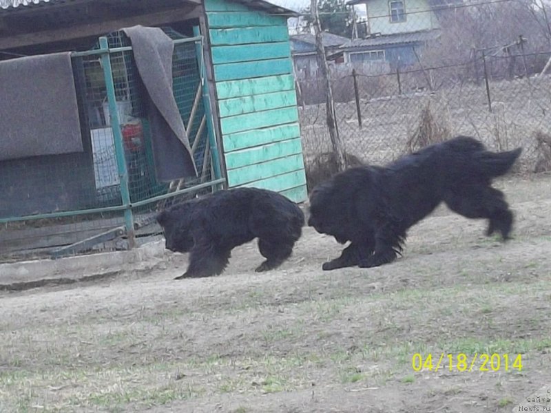 Фото: ньюфаундленд Супер Премиум Нао Дел Трато, ньюфаундленд Супер Премиум Немессис